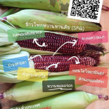 ออร์แกนิคคาเฟ่ Cardápio
