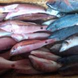 Warung Ikan Bakar Obat Pusing Bebida