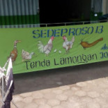 Sedep Roso 13 Bebida