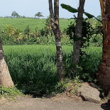 Sawah Exterior