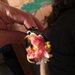 Zhú De Qīng Kōng Sān Dài Mù Bebida