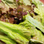 Pasta Ribes Comida