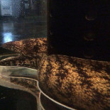 Chuàng Zuò Hé Shí Guī Tama Bebida
