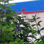 Amazon (maeda) Exterior