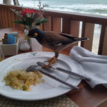 Kevin's Bebida