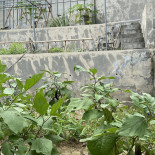Kapuhala Exterior
