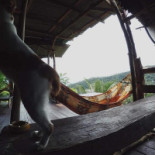 Café Amazon Bebida