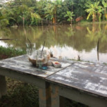 บ้านต้นไม้ Dentro