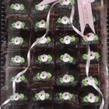 Isti Bakery Comida