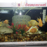 ร้านอาหารเรือนทะเล Comida