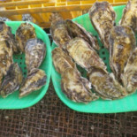 かき Xiǎo Wū Dù Bō Dentro