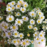 Rose Apple Exterior