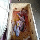 Warung Ikan Bakar Obat Pusing Comida