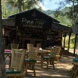 Pine Tree Exterior