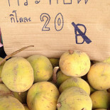 บ่อตกปลาพ่อกำนัน อ สารภี Bebida