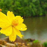 ครัวเข้าท่า (krua Kaotaa) Bebida