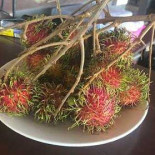 The Virgin Coast Comida