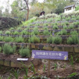 Xūn Yī Cǎo Sēn Lín Exterior