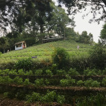 Xūn Yī Cǎo Sēn Lín Exterior