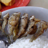 Rumah Makan Ibu Bunut Comida