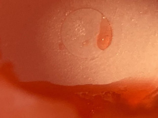 たぬき Bā