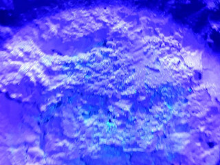 Blue Ox