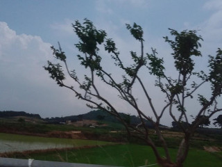 Honghaelu